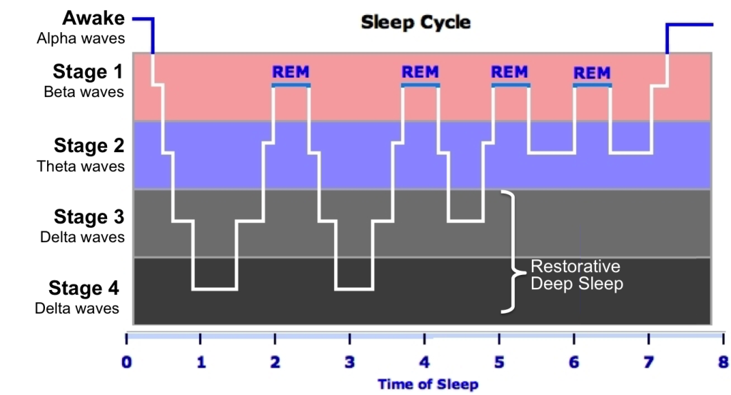 Sleeping cycle. Sleep Cycle. Rem фаза сна. Sleep Cycle график. Rem and NREM Sleep Cycle.
